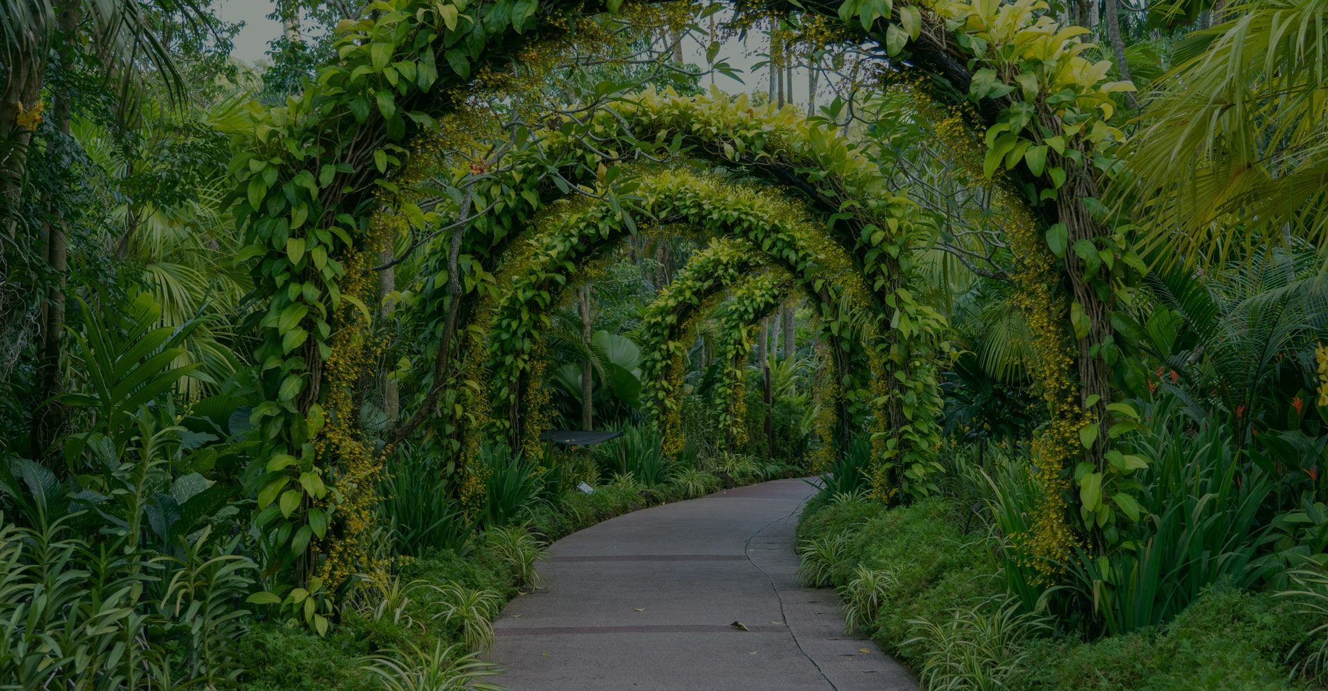 Biến đổi không gian của bạn với cây xanh tươi tốt